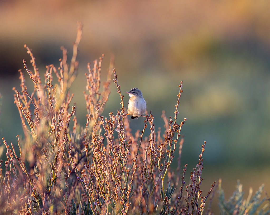  zitting cisticola stretching its legs on plant