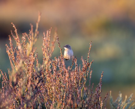 zitting cisticola stretching its legs on plant