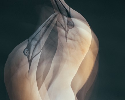 multiple exposure image of two gannets reaffirming mating bonds