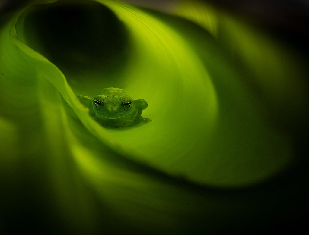 green glass frog perched on dark green leaf