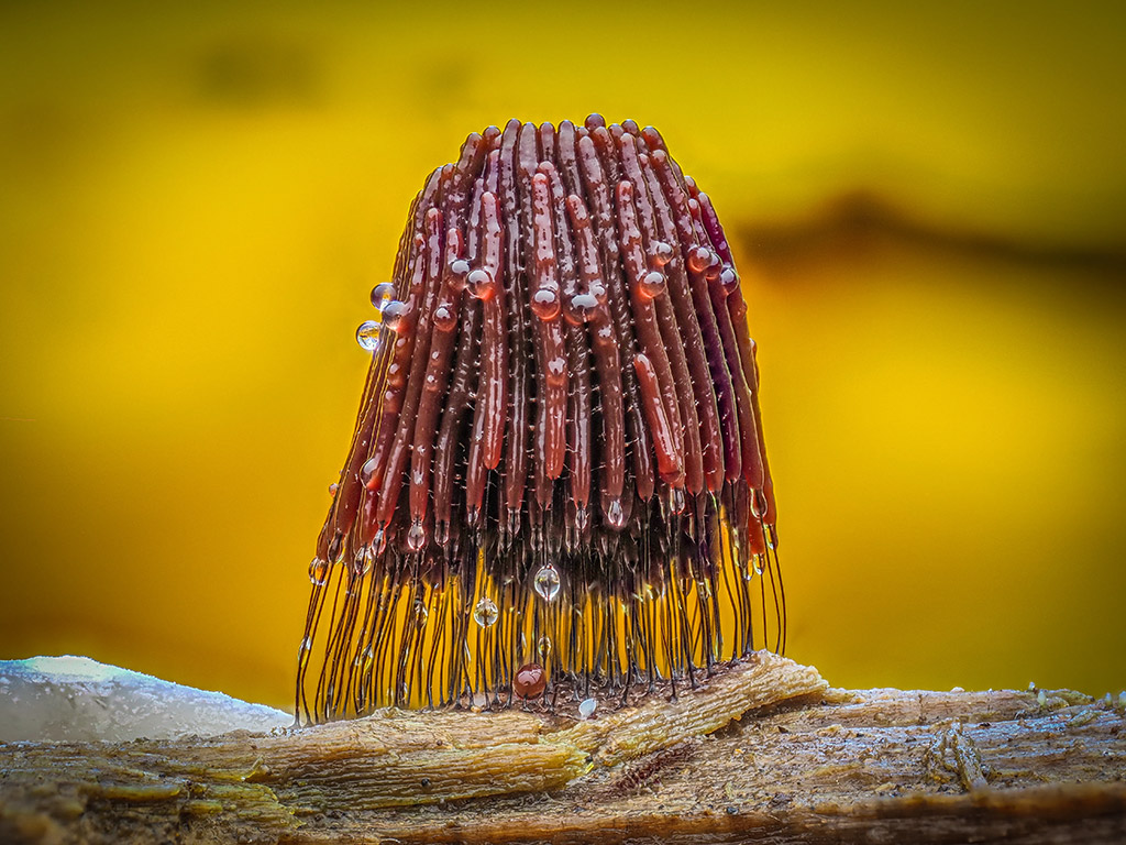 Stemonitis sp slime mould