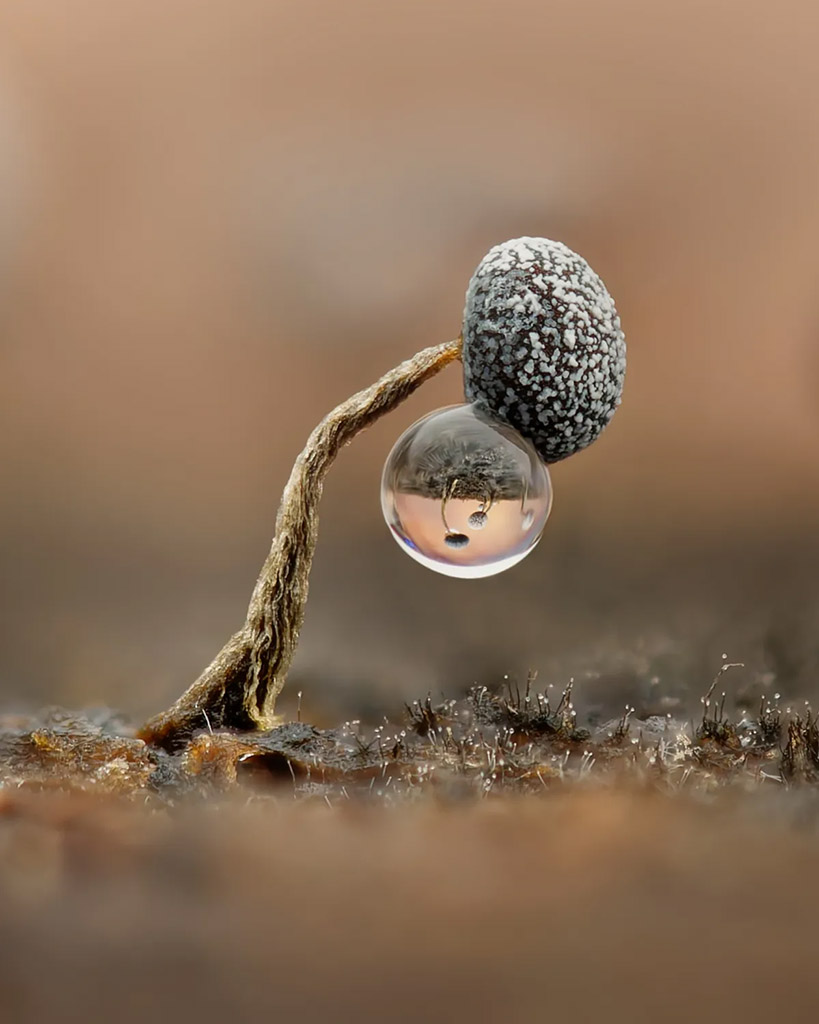 single slime mould with a small water droplet hanging off it