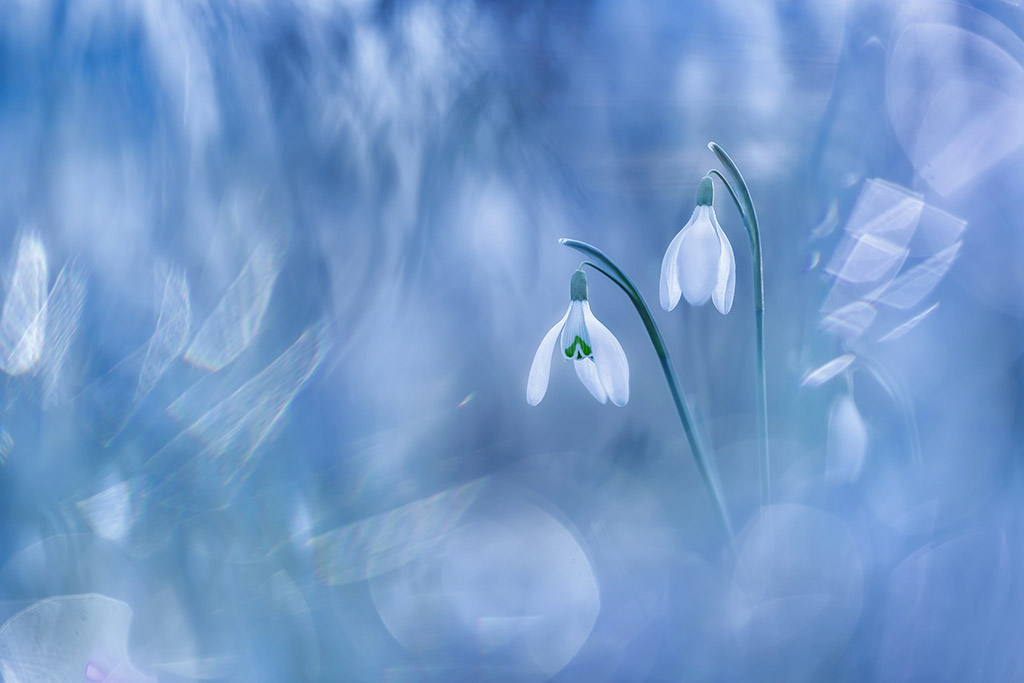 close-up photo of snow drops surrounded by blue