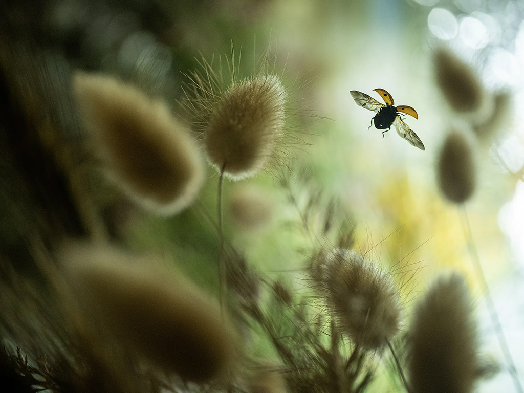 single ladybug flying out from foliage