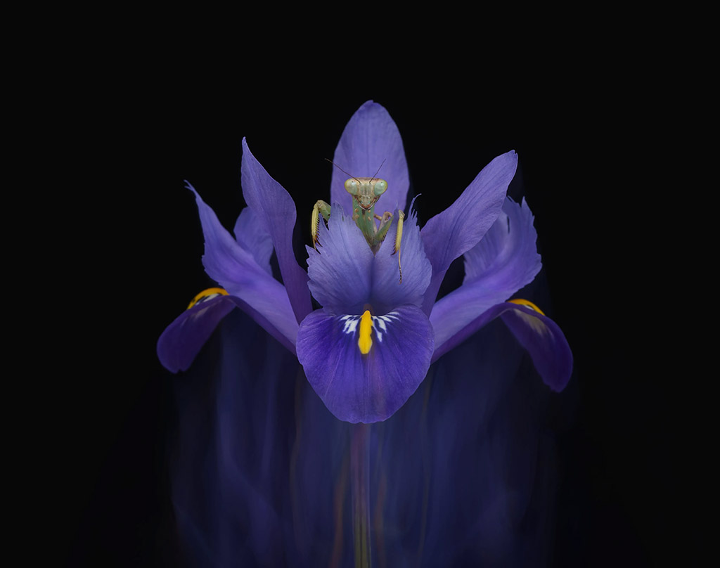 mantis on a purple iris flower