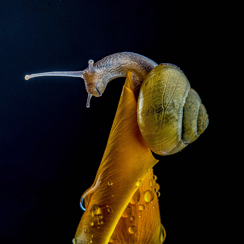 snail on closed flower bud