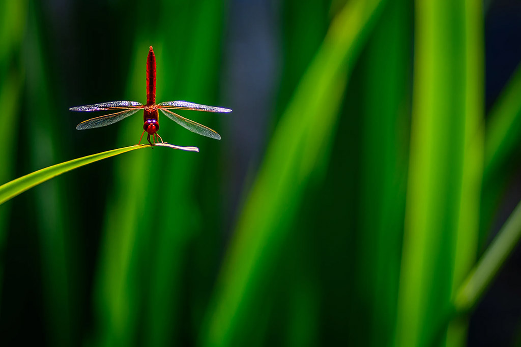 dragonfly hovering on the end of a long leaf