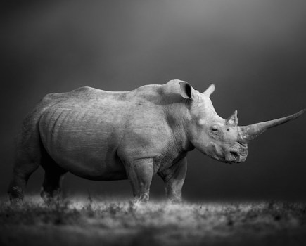 Prints for Wildlife, Bjorn Perrson