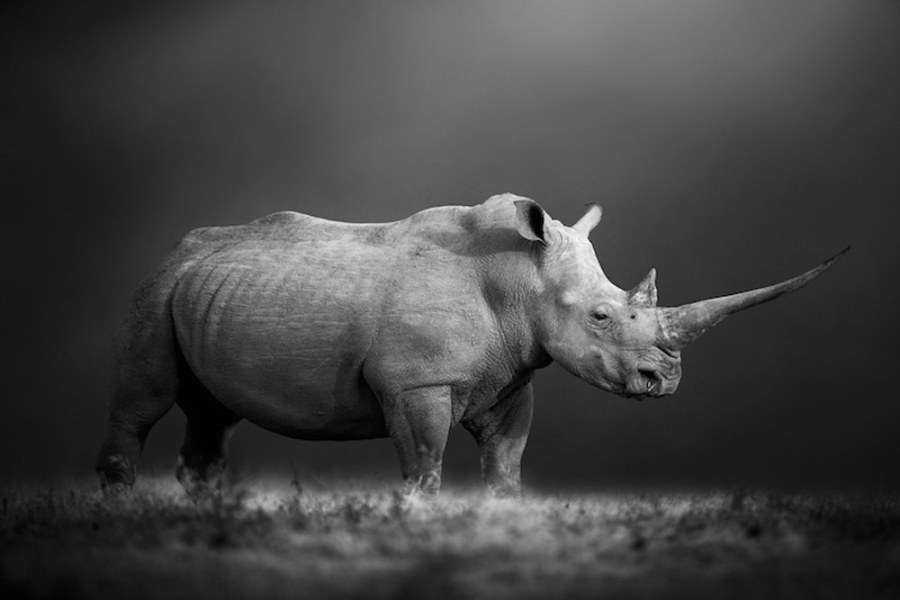 Prints for Wildlife, Bjorn Perrson
