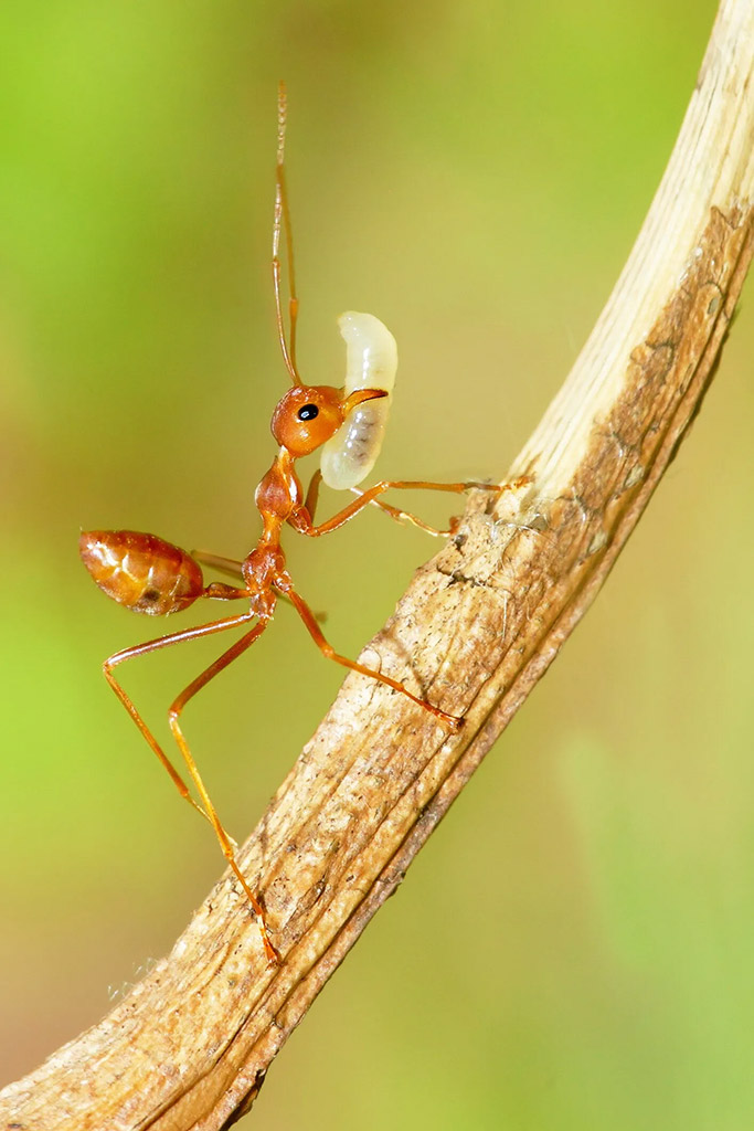 ant holding larva