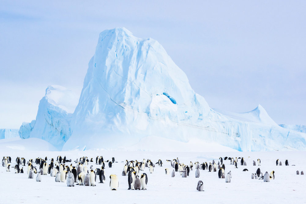 Prints for Wildlife Stefan Christmann