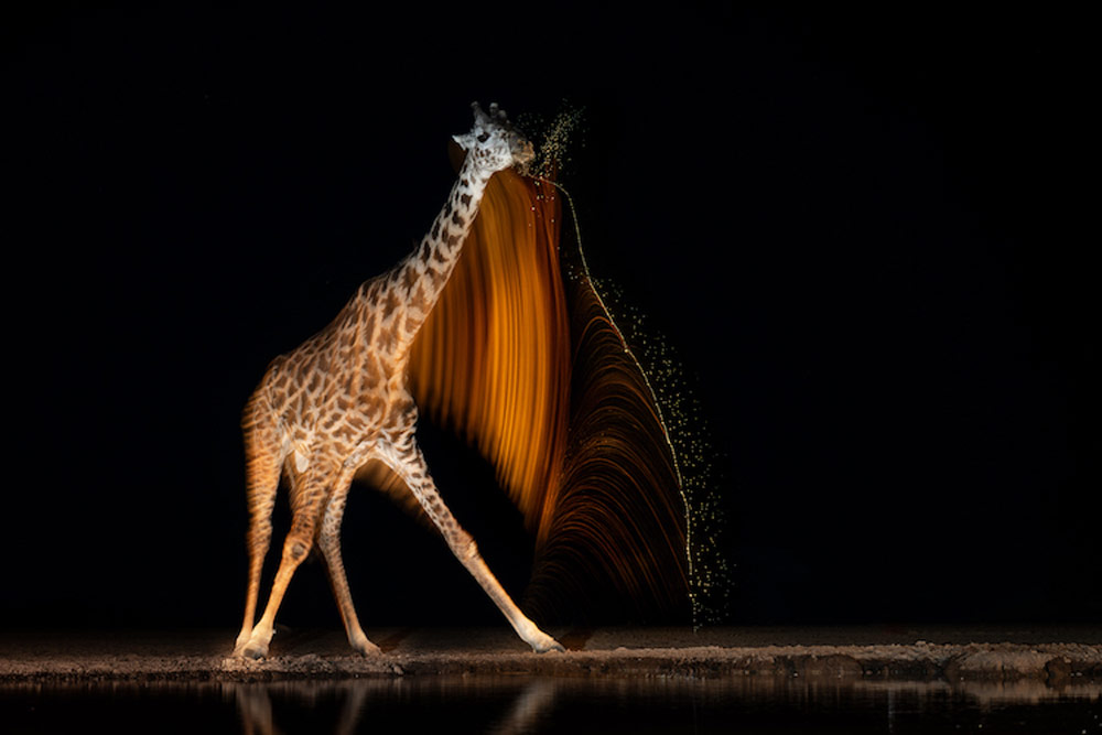 Prints for Wildlife Gurcharan Roopra