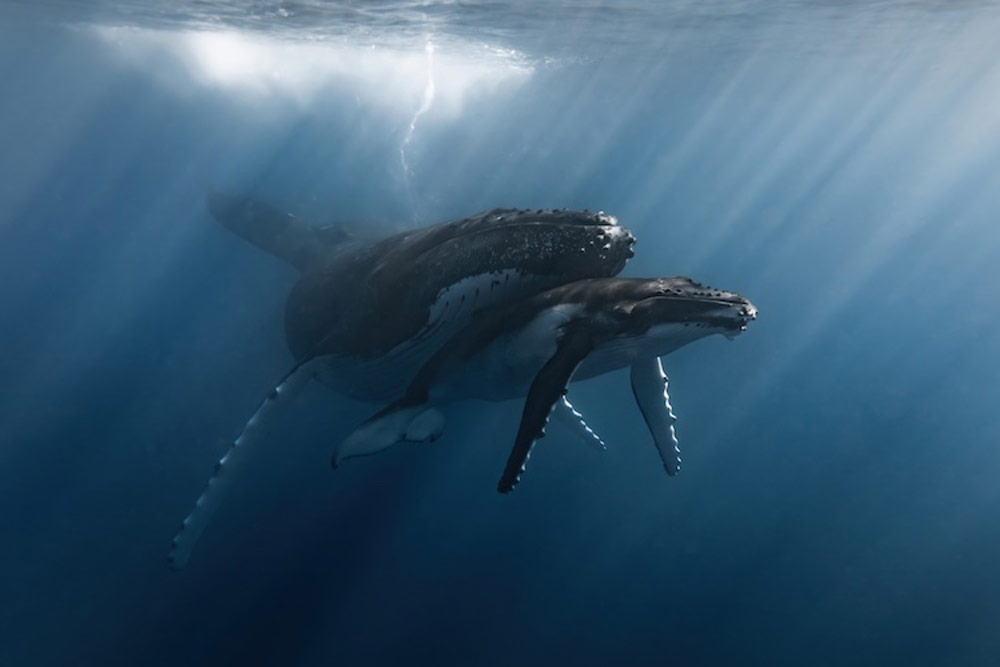 Prints for Wildlife Rachel Moore