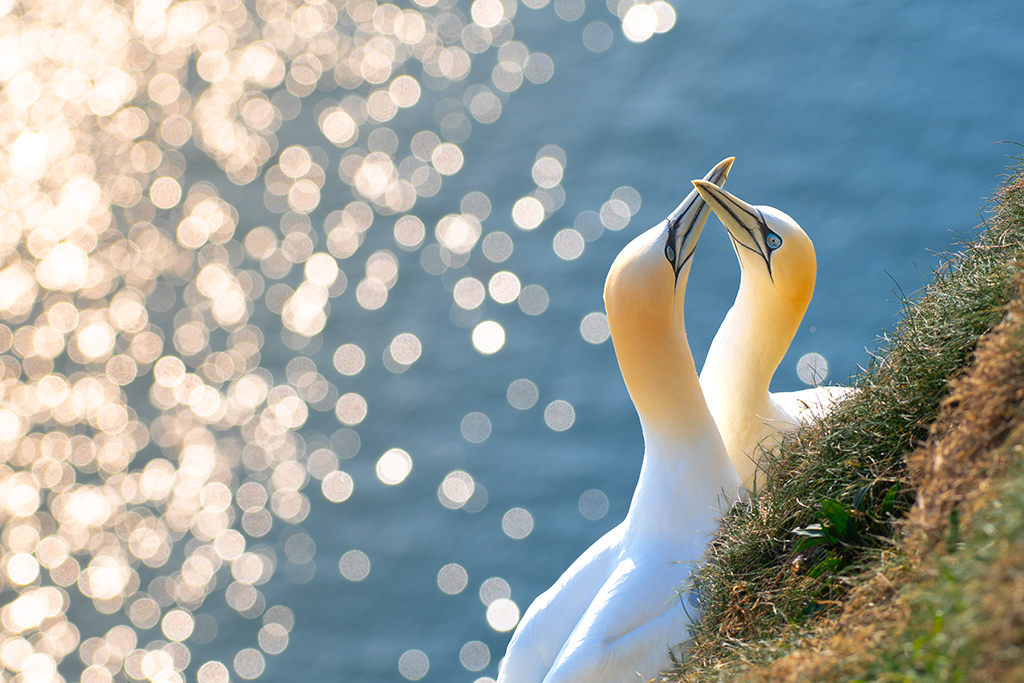 two gannets rubbing beaks