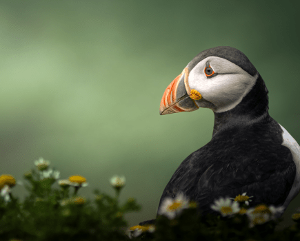 RSPCA Young Photographer competition