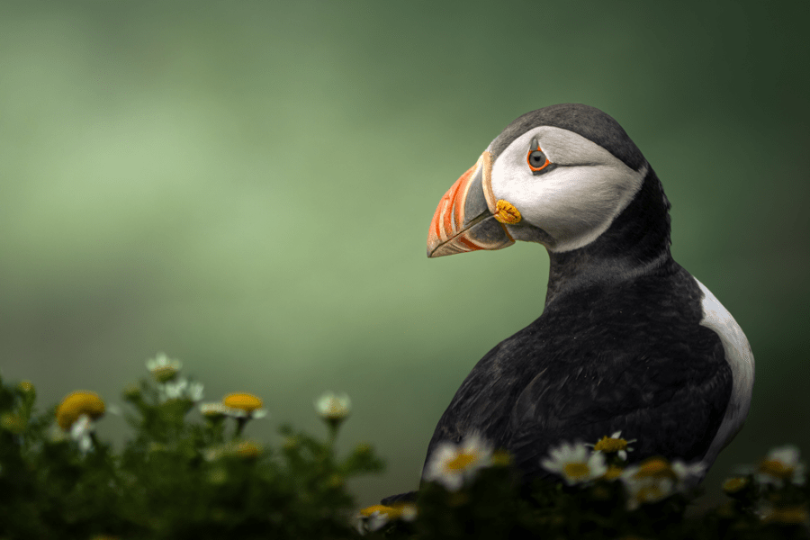 RSPCA Young Photographer competition