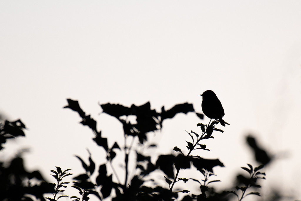silhouette of a bird on holly against pale grey sky