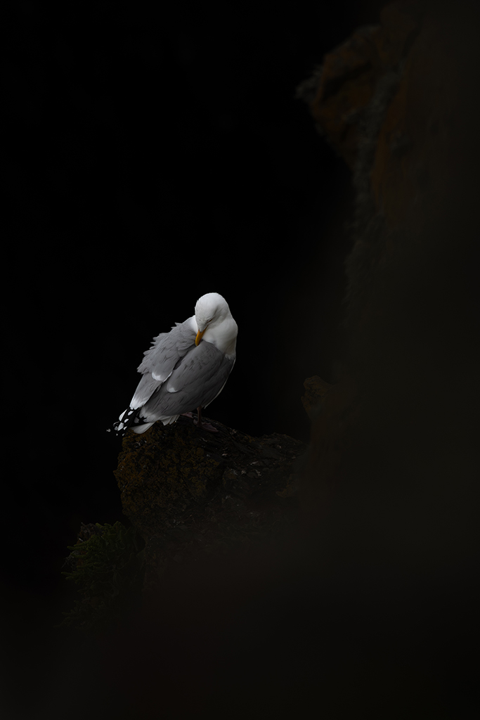 single seagull against black background