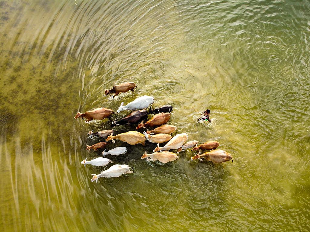 farmer and cows from above in flood area