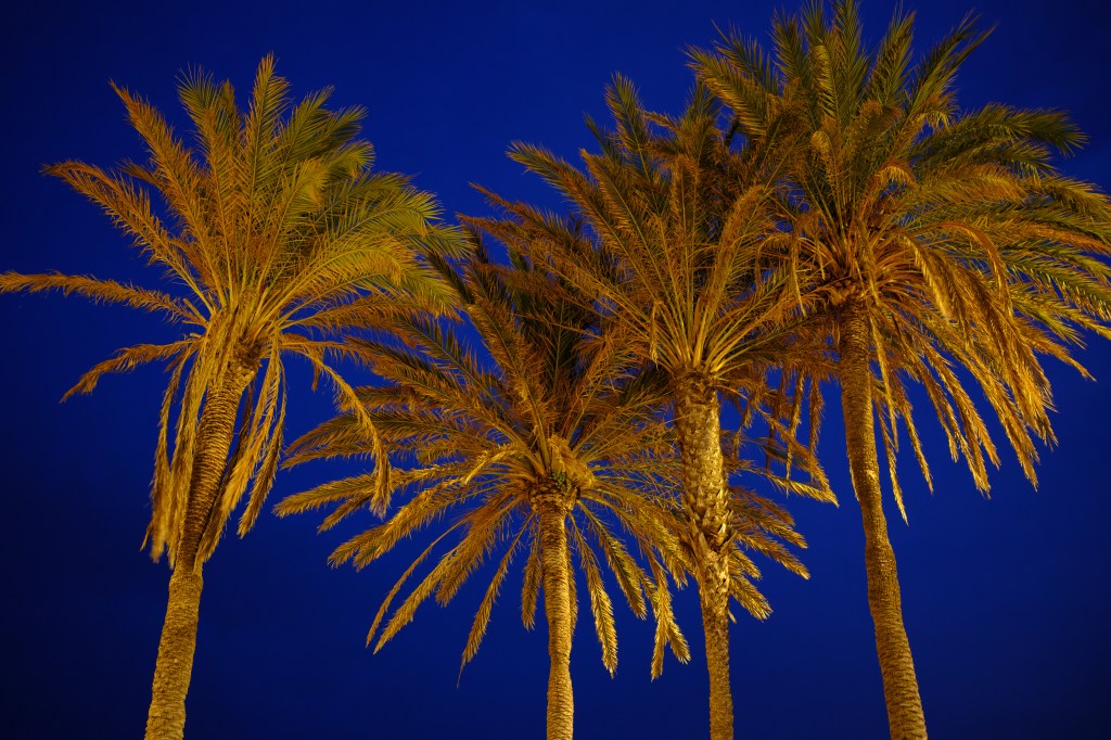 Fujifilm X-E5 palm trees at dusk sample image
