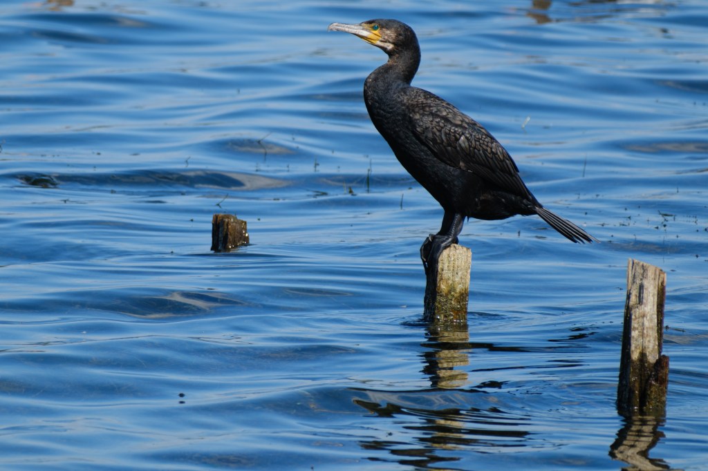 Fujifilm XF 70-300mm with 1.4x teleconverter cormorant sample image