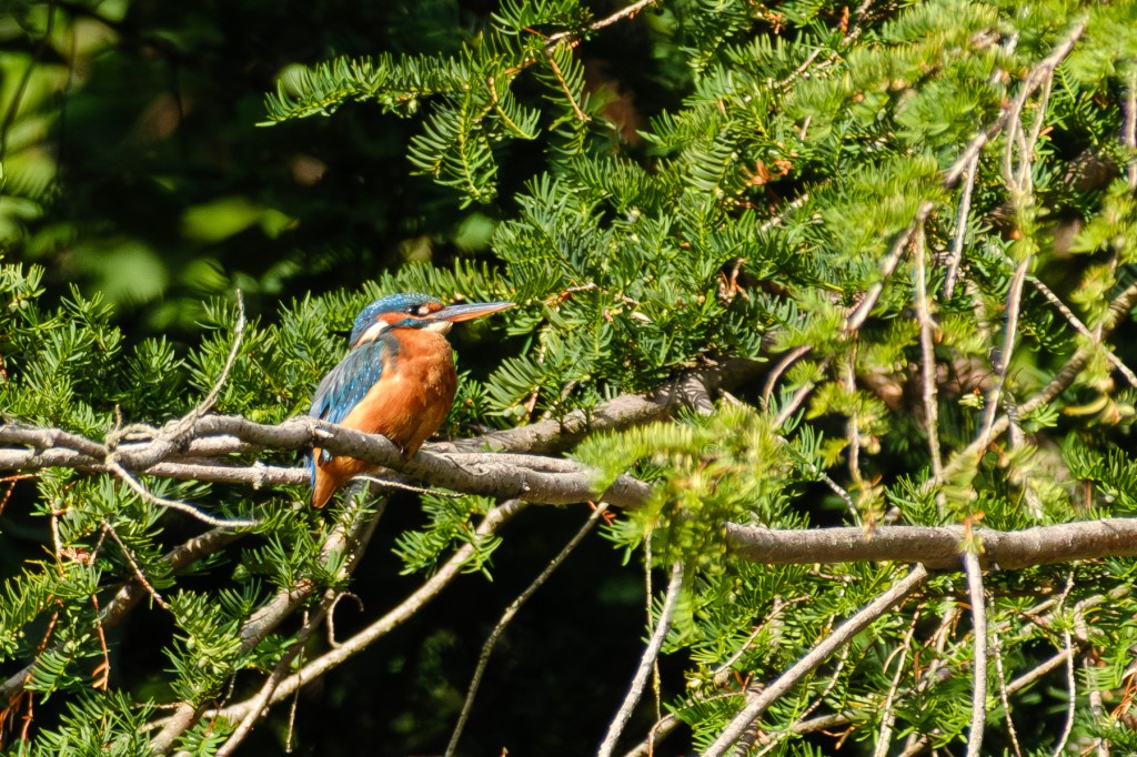 Fujifilm XF 70-300mm kingfisher 2MP crop sample image.