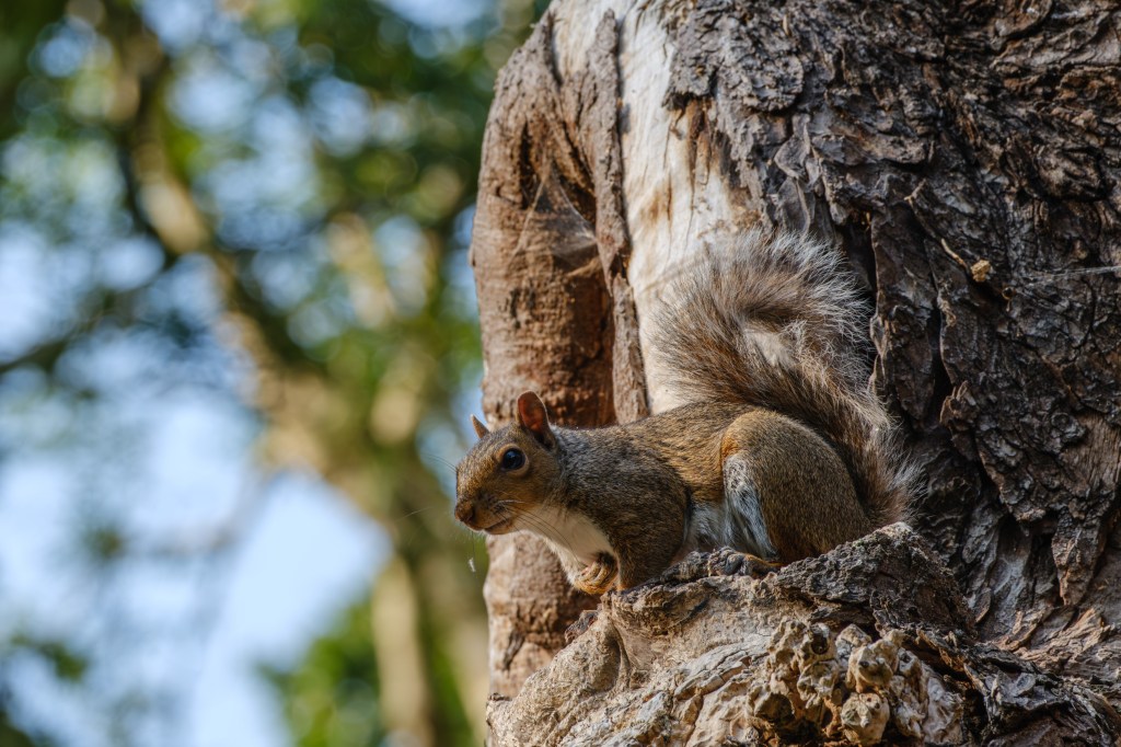 Fujifilm XF 70-300mm squirrel at 1/60th sec sample image.
