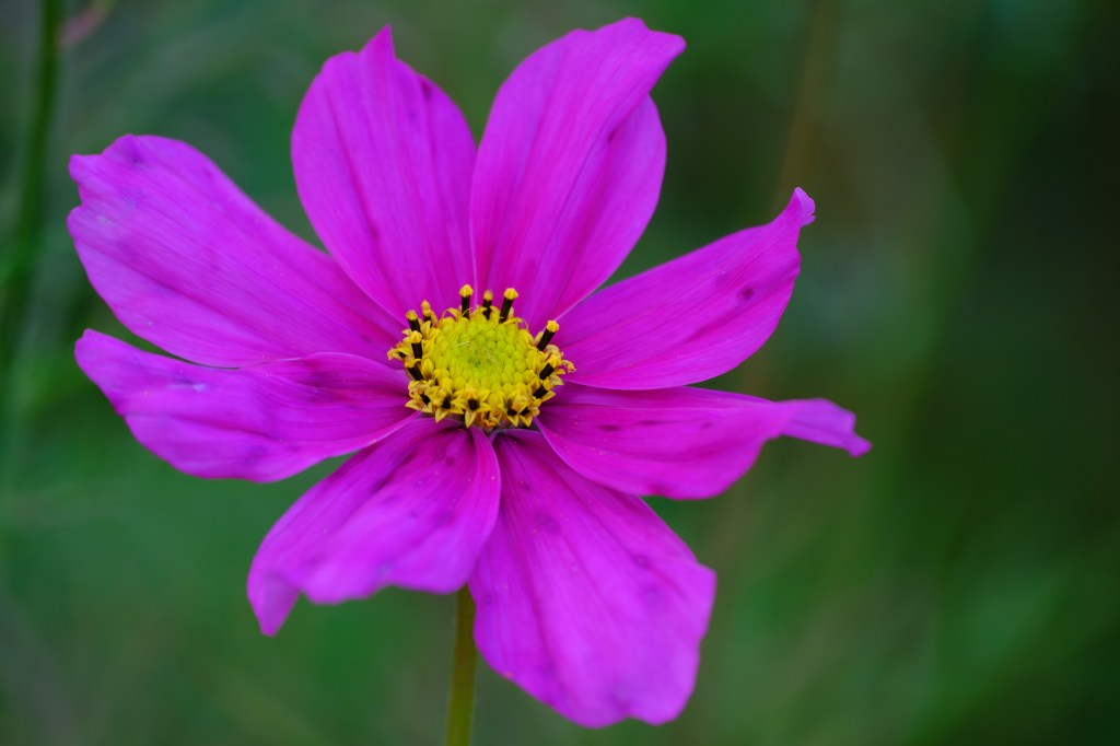 Fujifilm XF 70-300mm flower close-up sample image. 