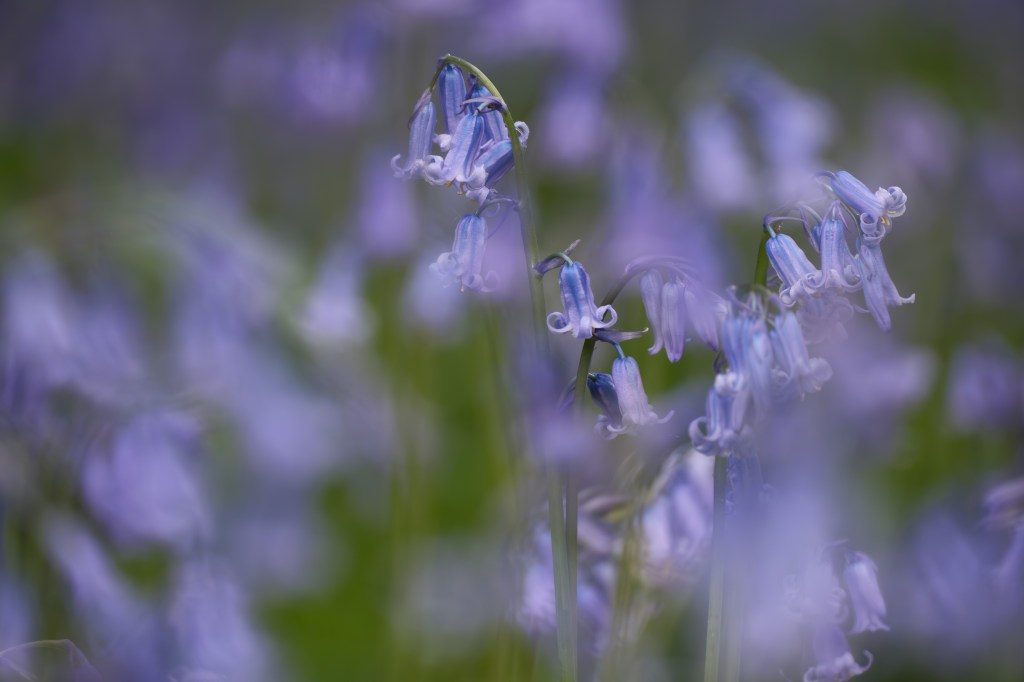 Fujifilm XF 70-300mm bluebells close-up sample image. Image credit: Andy Westlake