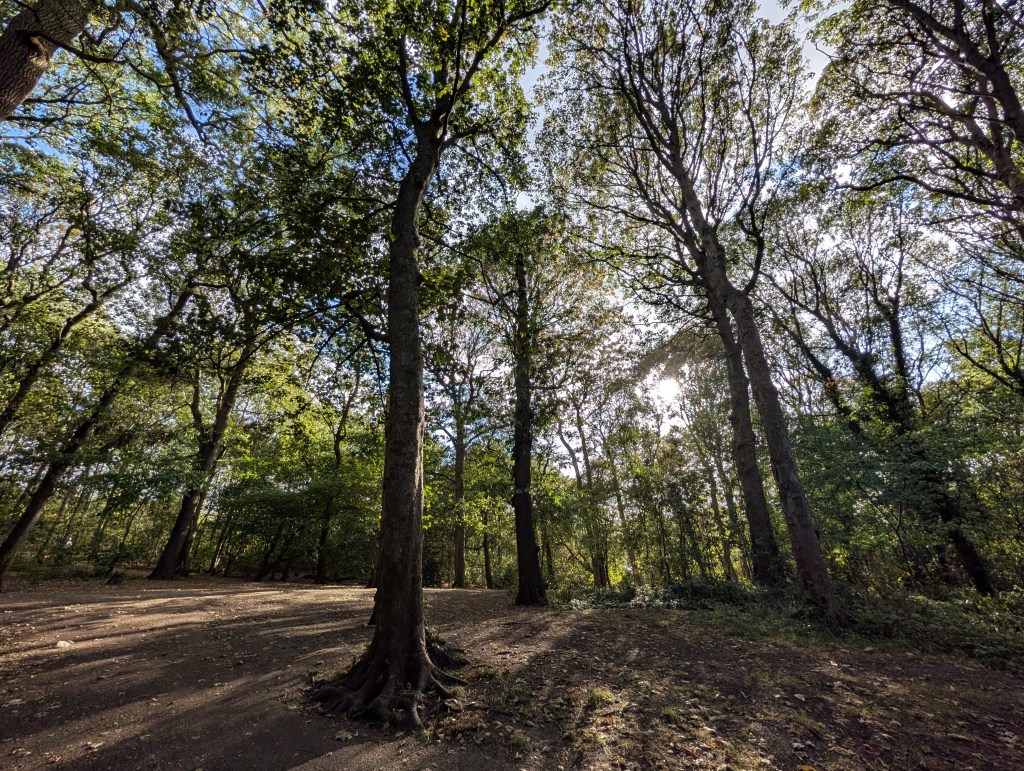 Trees taken with the ultra-wide-angle camera. Photo Joshua Waller