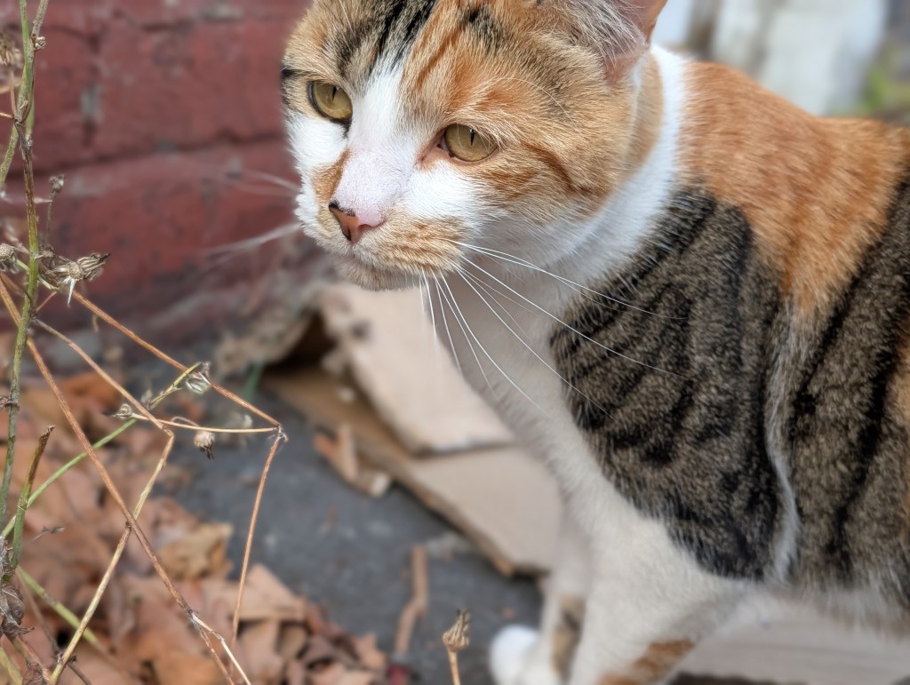 Despite the cat moving, the camera was able to capture a clear photo with a nice background, thanks to the portrait mode. Photo Joshua Waller