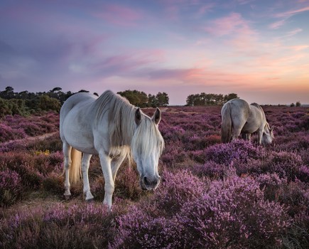 white horses in a field of purple heather in the new forest