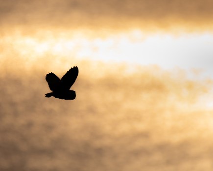 Silhouette of a barn owl flying against golden water
