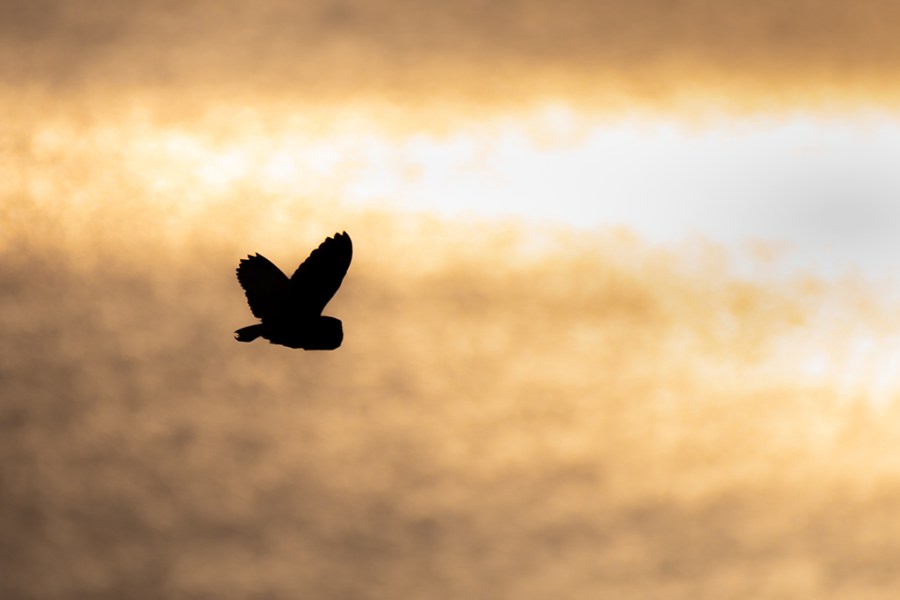 Silhouette of a barn owl flying against golden water