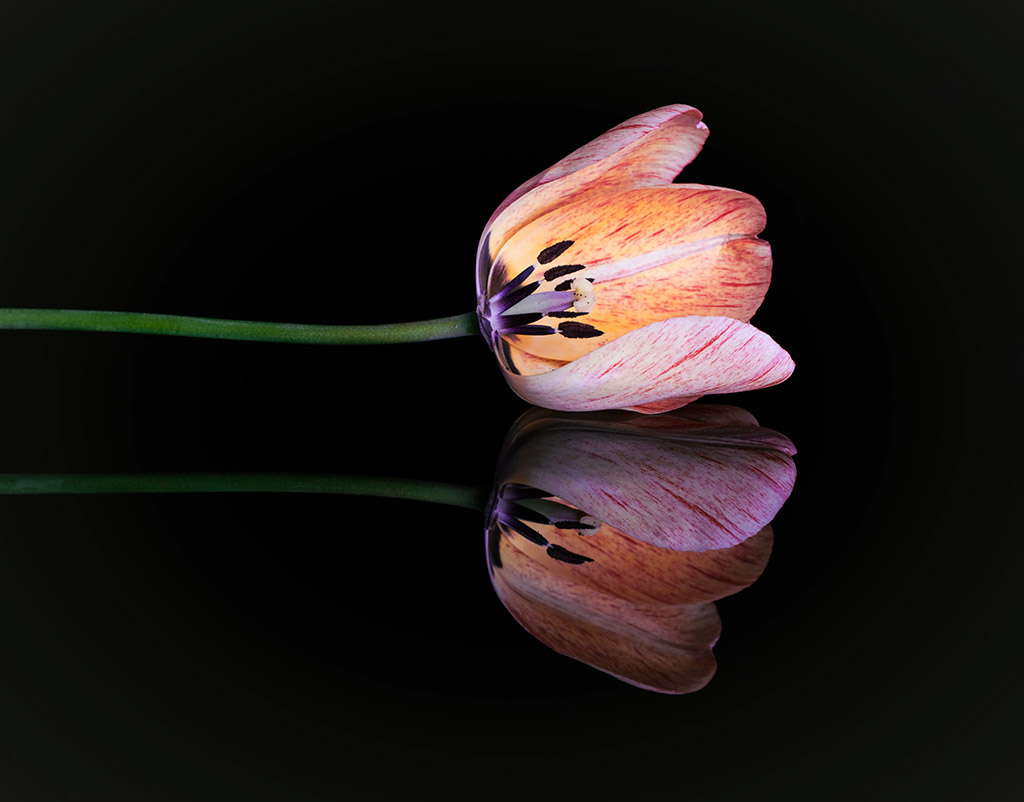 tulip flower head lying on reflective black surface