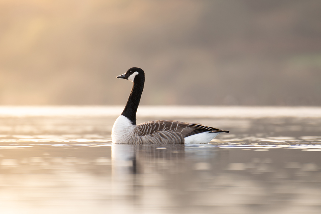 single canada goose on water