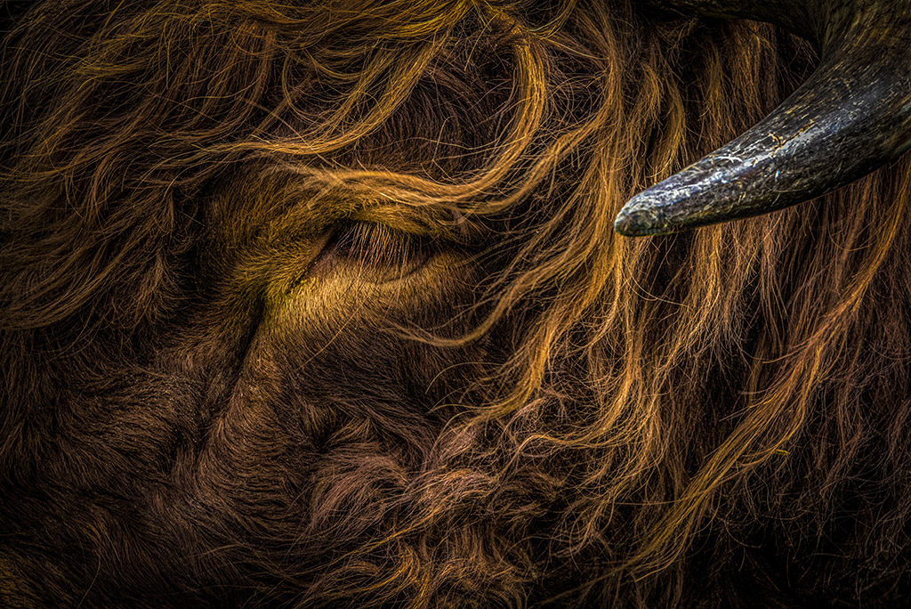 close-up of highland cattle eye and hair