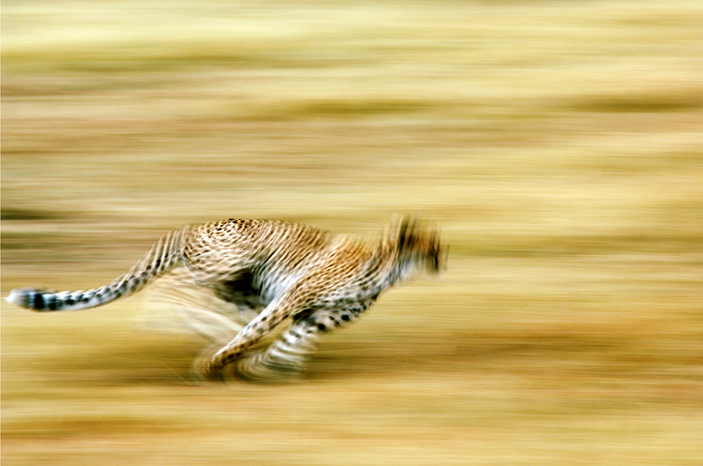 motion blur cheetah running