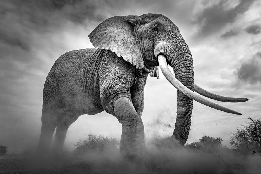 black and white image of an elephant taken from a low level