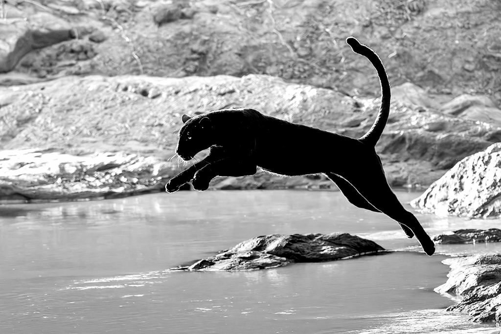 leaping black panther from land into the water