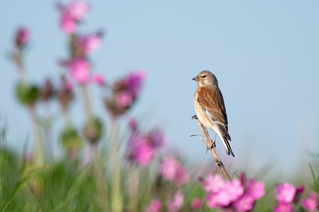 light brown bird surrounded by pink flowers