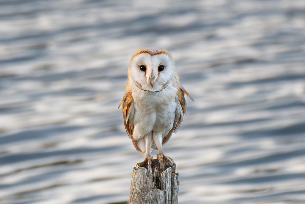 portrait of a barn owl