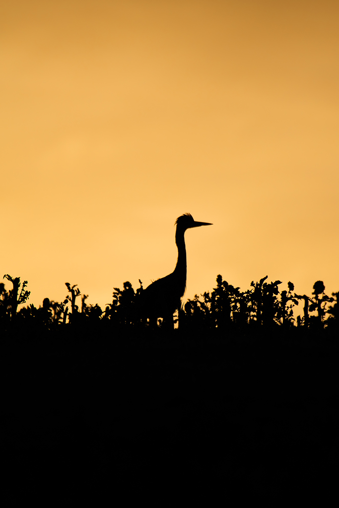 This Nikon gear is ideal for wildlife photography