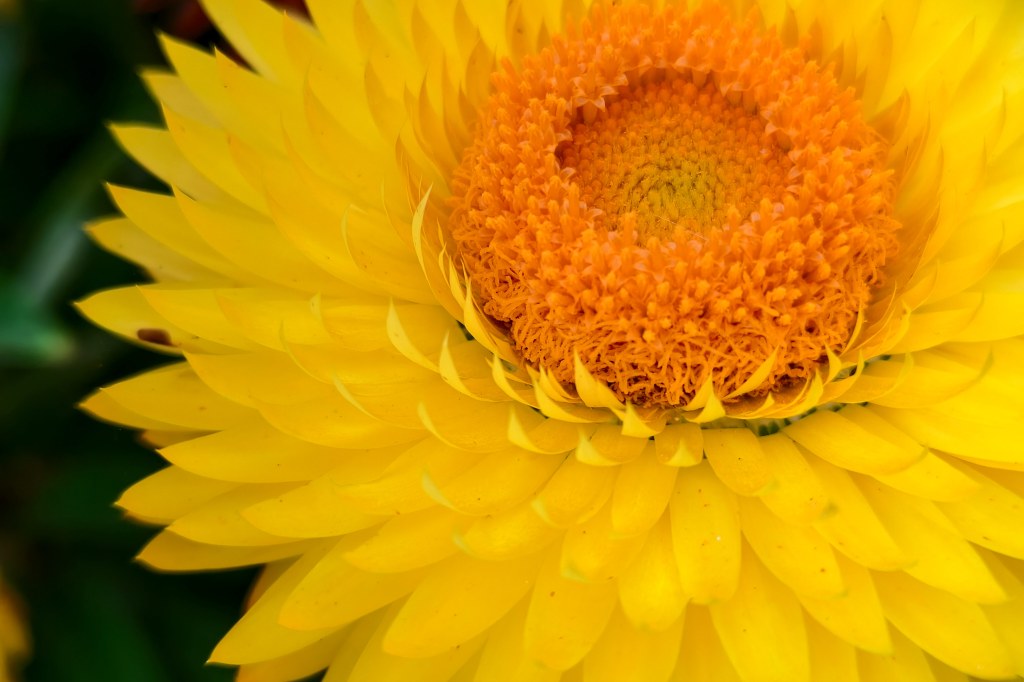 Vivo X200FE macro sample