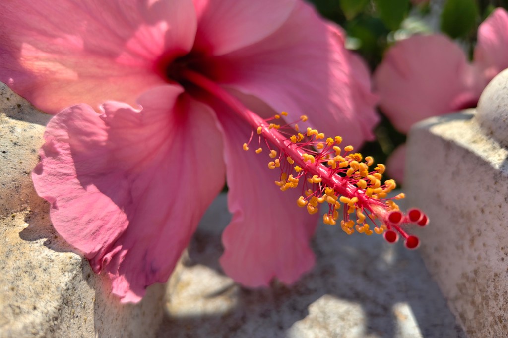 Vivo V60 Macro image sample, pink flower