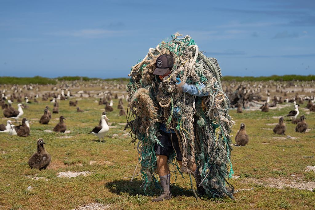 "Inside the world’s largest albatross colony at one of the most remote locations on the planet, a specially trained technician from the Papahānaumokuākea Marine Debris Project (PMDP) carefully weaves their way through thousands of albatross chicks while carrying a large ghost net," says Sullivan-Haskins. "During their gruelling nineteen-day mission, the team removed more than 70,000 pounds of marine debris from this critically important wildlife habitat ensuring that these young albatross chicks will have a better chance at survival. Over the past four years PMDP has removed more than one million pounds of marine debris from Papahānaumokuākea. This is action-based conservation at its finest."