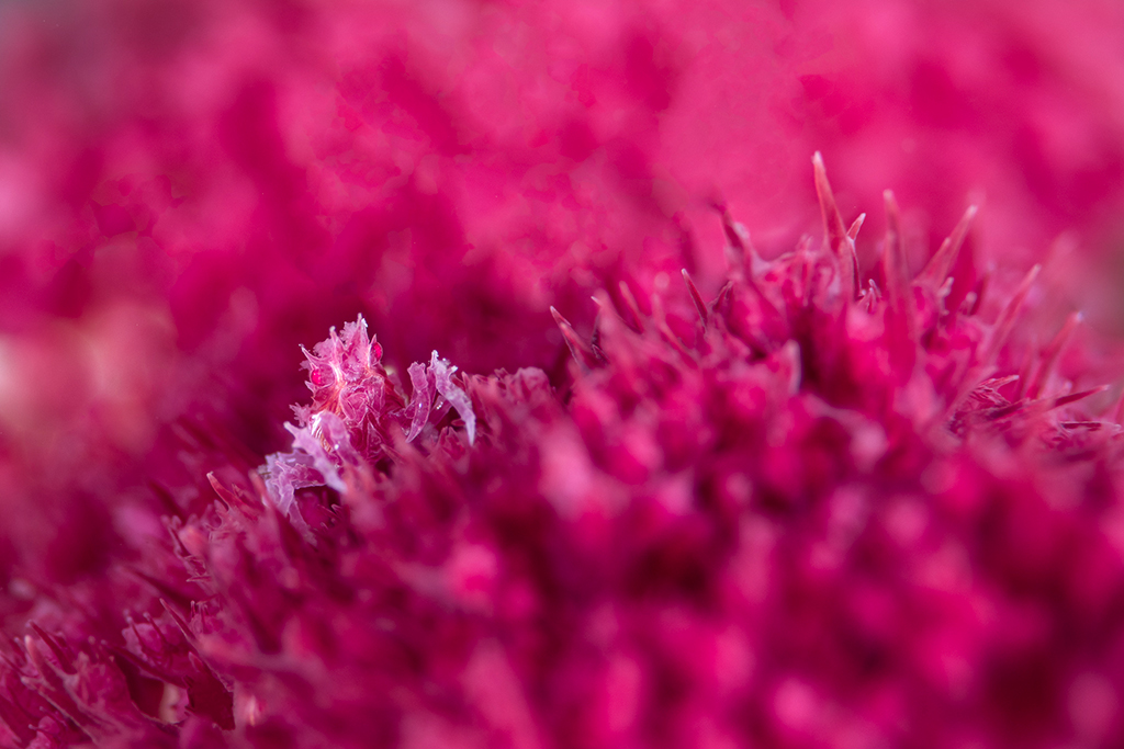 "This image features a tiny juvenile candy crab, measuring a mere centimetre in size and perched on her pink coral mattress, which is also her favourite source of nutrition," says Hoksbergen. "This dinky but stunning crustacean evades predators and spectators alike not only due to its miniature stature, but its camouflage. The candy crab is a true hidden gem beneath the waves of the Tañon Strait in the Philippines, where this image was taken."