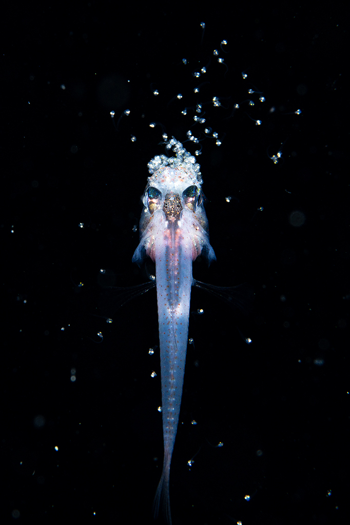 "Capturing an image of a cardinal fish spawning at night seemed like an impossible task - it is a fleeting moment," says Otani. "On this day, in my third season of filming, I carefully approached the fish and positioned myself directly above it to avoid disturbing it, and was able to capture the scene. It was like a volcano bursting with life. During the shoot, I felt as if the mystery of life was finally revealed to me, and that if we remembered how to respect nature, it would surely accept us again."