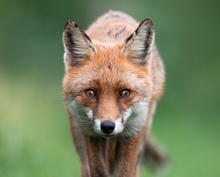 portrait of a fox prowling towards the camera