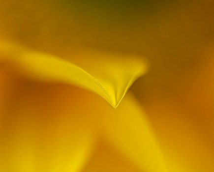 close-up photo of a yellow petal
